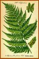 Athyrium filix-femina Folia.jpg