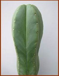 ...высоко’суккулентное растение, лишённое колючек, одновременно кактус и суккулент...