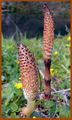 Equisetum telmateia (strobili).jpg