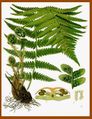 Dryopteris filix-mas Koehler's Medizinal-Pflanzen.jpg