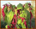 Amaranthus caudatus Habitus (Reilingen. Germany).jpg