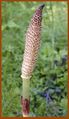 Equisetum telmateia (strobila).jpg