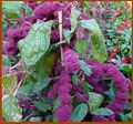 Amaranthus caudatus cv.Centurion (hort).jpg