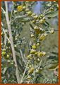 Artemisia absinthium Inflor.jpg