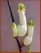 Ceropegia ampliata (condom plant) Khanon197.jpg