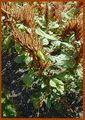 Amaranthus hypochondriacus (Cambridge Botanic Garden).jpg
