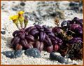Senecio leucanthemifolius (Orzola on Lanzarote, June 2013).jpg