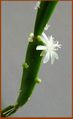 Rhipsalis cereoides Khanon-181.jpg