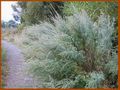 Artemisia absinthium Montana.jpg