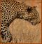 Henna Panthera pardus.jpg